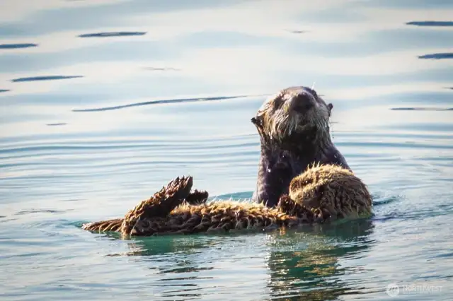 Otters taken from deck.