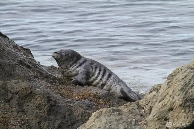 Seal on rock taken from yard.