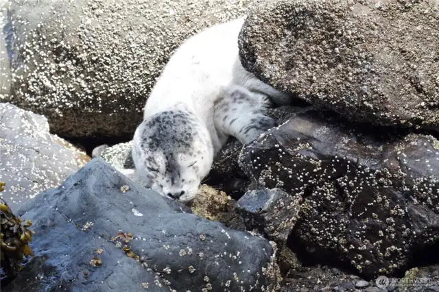 Seal sleeping taken from deck.