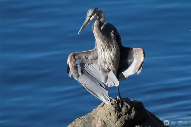 Blue Heron taken from deck.