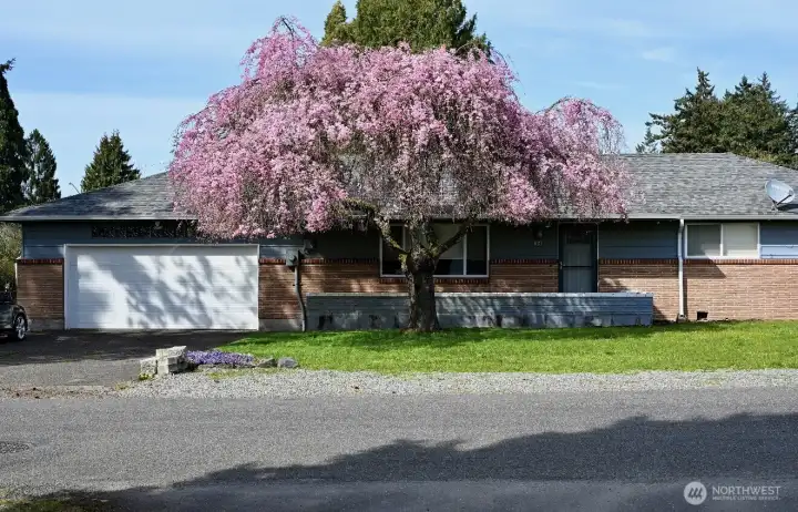 Cherry Blossom tree is beautiful in full bloom!