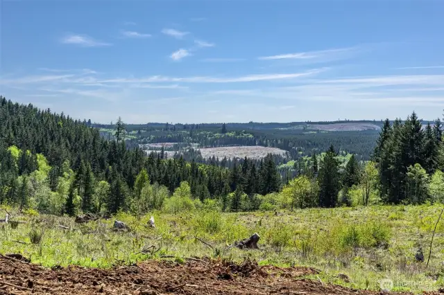 Back of property during the summer