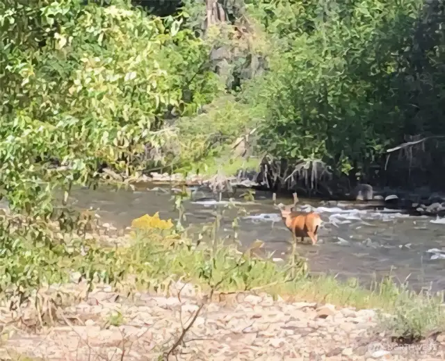 First week of July! Big buck in the river!
