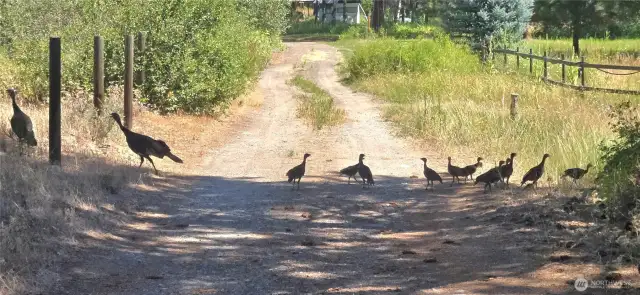 Wild Turkey and babies! July 2025