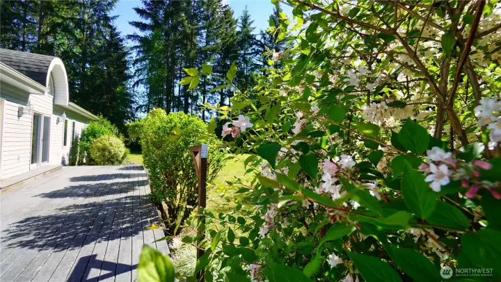 Sweet summer flowers