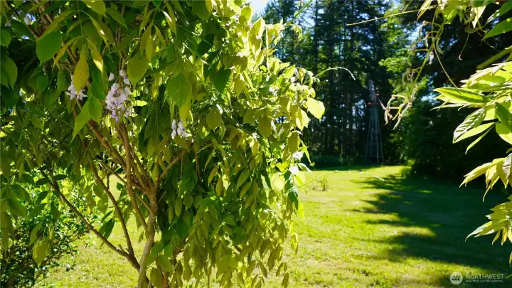 Established, stunning wisteria