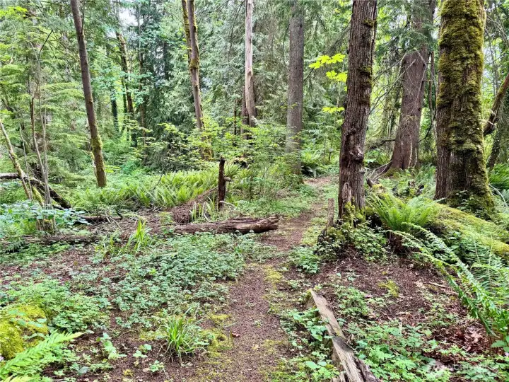 Sylvan wilderness beyond the yard. Sylvan wilderness beyond the yard.