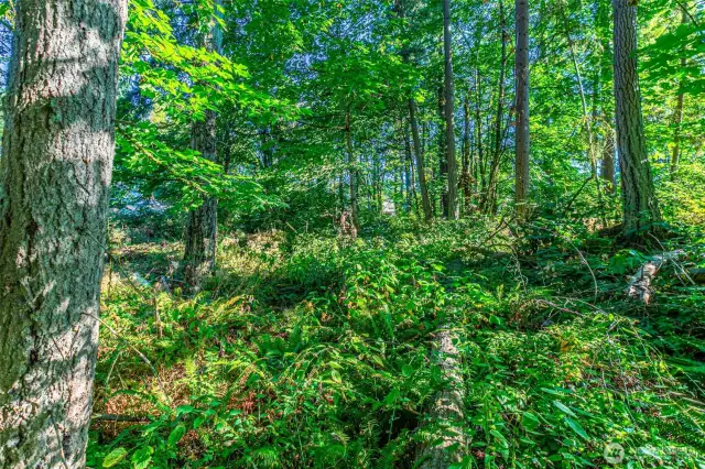 Vacant Raw Land to build dream home!