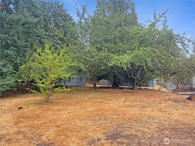 Backyard featuring a giant apple tree—signature shade and character behind this updated split-level in Cascade, Renton WA 98058.