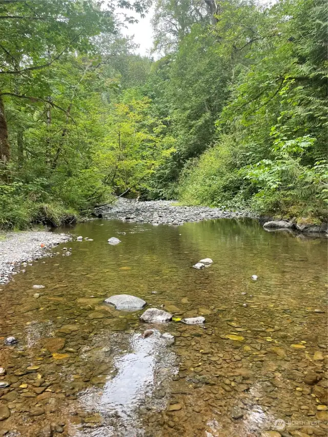 Salmon run through the creek seasonal