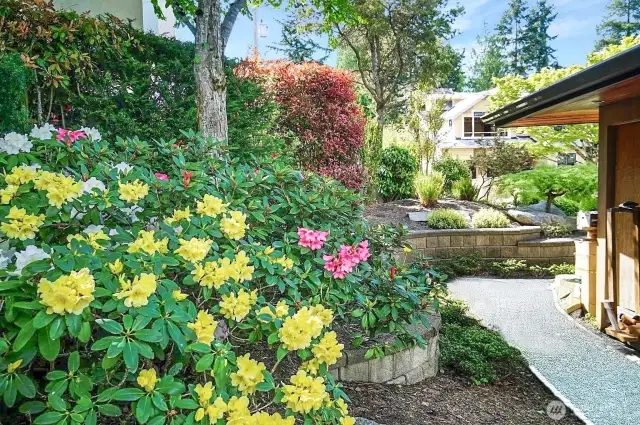 Beautiful rhododendrons bloom in the spring.