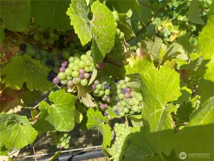 Pinot Noir Grapes - 500 plants producing wine
