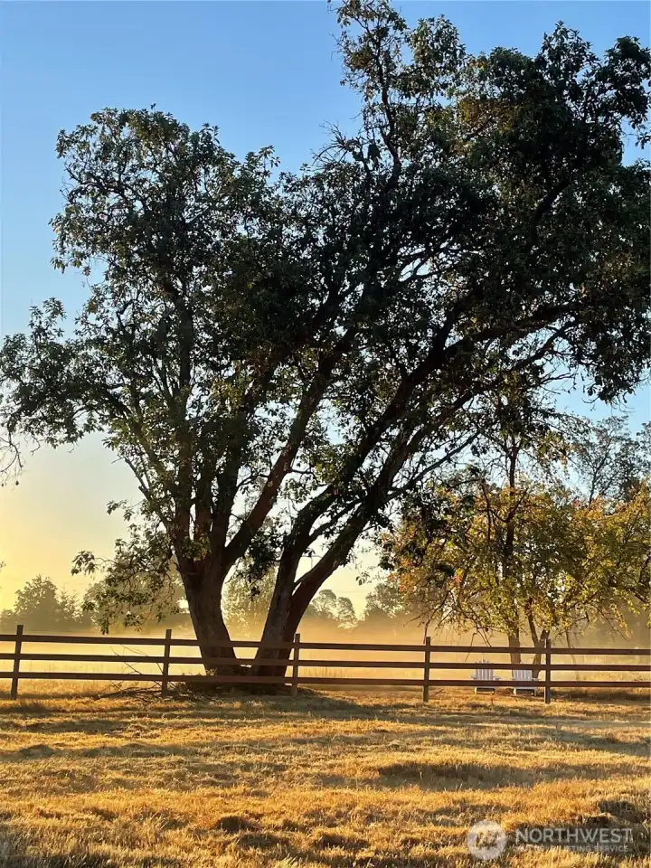 Summer light on the farm