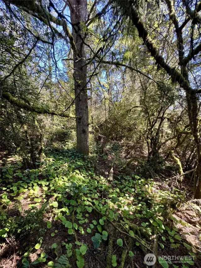 Densely wooded and private