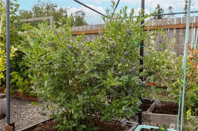 You will have almost every kind of berry you ever dreamed of in your very own berry patch!