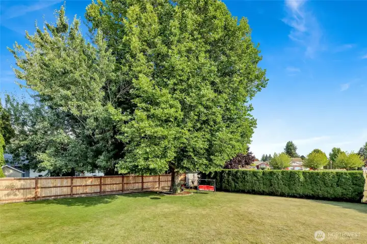 Super private back yard is fully fenced and features a sprinkler system for easy maintenance. Shade is provided by this gracious sycamore tree