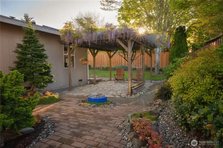 A view of the wisteria in bloom.