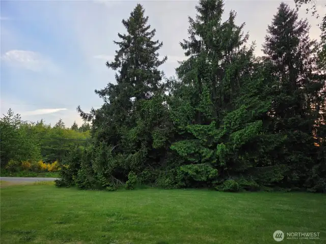 Gorgeous mature trees looking towards Hobson Road. There are also apple trees on the property!