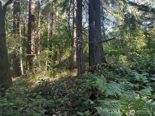 Site