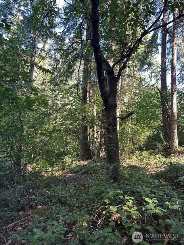 Site