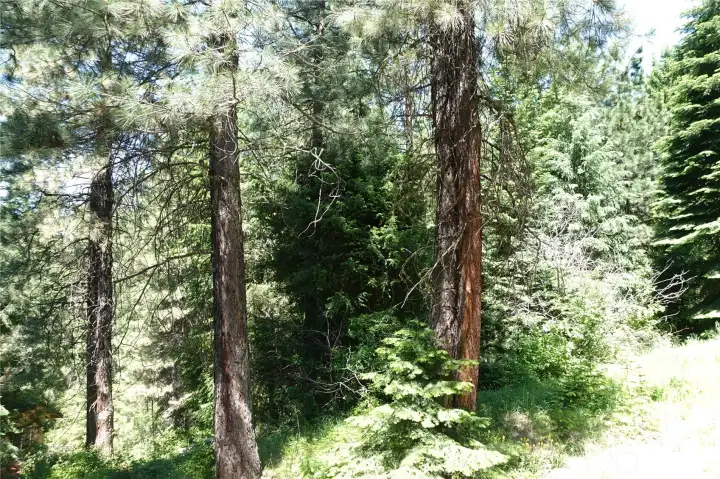 Green forested backyard view from deck