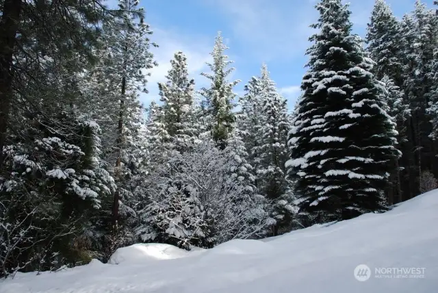 Snowy backyard