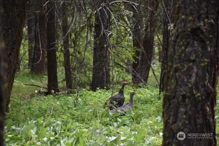 Wild turkeys in yard