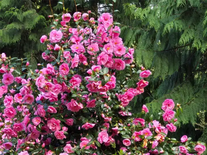 Blooming shrubs all summer!