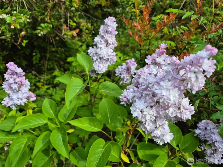 Lilacs!  I can imagine their fragrance now.