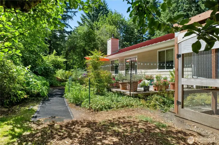 Lush and edible landscape, with figs, evergreen huckleberry, apples, Italian plums, and more!