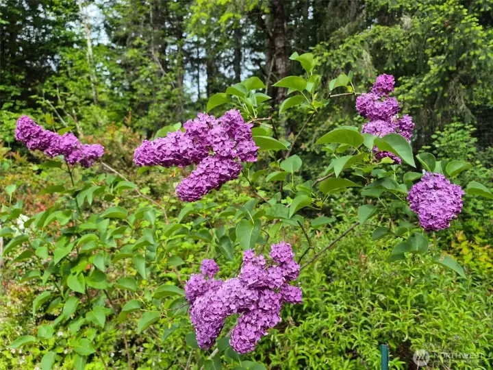 More lilacs!
