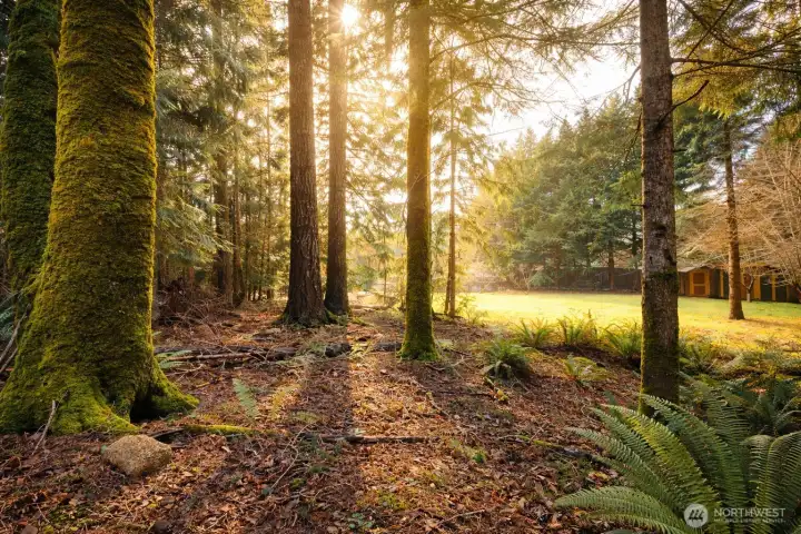 View from wooded area