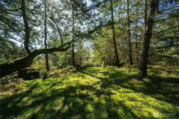 forest floor covered in lush moss