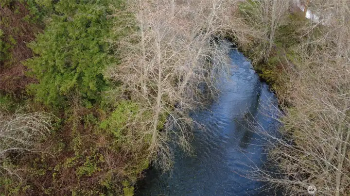 Watch the salmon run up stream from your back yard!