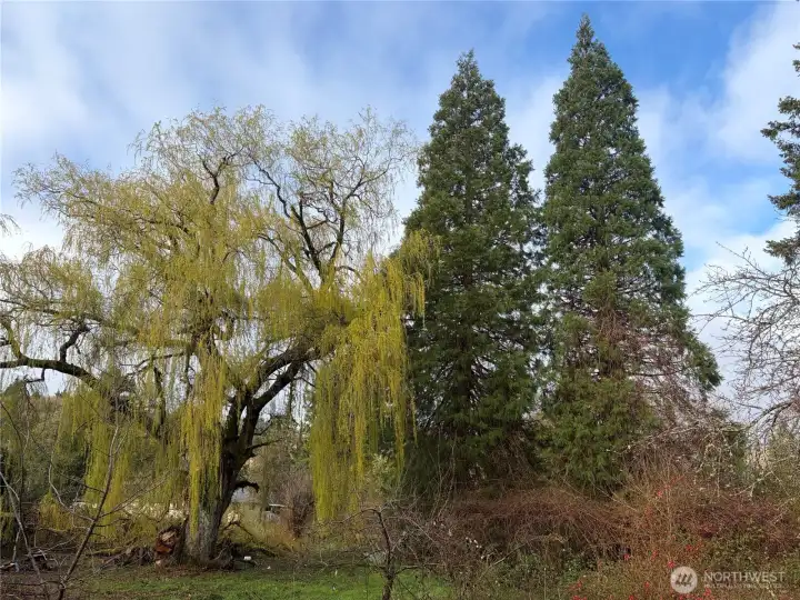 Backyard with established grape arbors, fruit trees, and magnificent Willow and Sequoia trees.   --