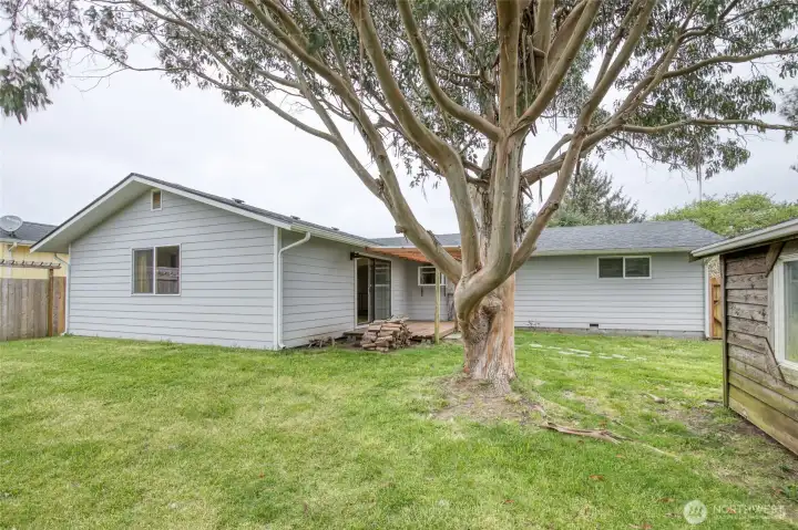 Sliding glass door opens to a large fenced yard with a covered deck, wood shed, and a beautiful mature eucalyptus tree that creates a peaceful backdrop for relaxing or entertaining.