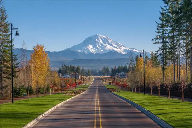 Mt Rainier Views