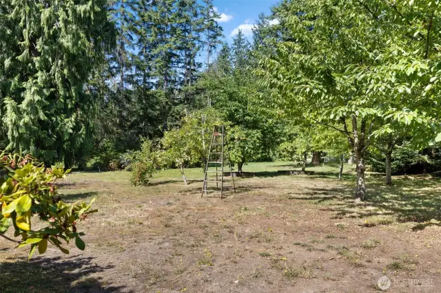 A fruit Orchard with cherries, plums, and apples.