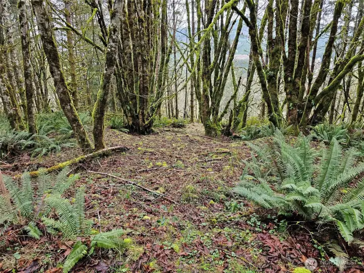 Several more level sites on this terraced property