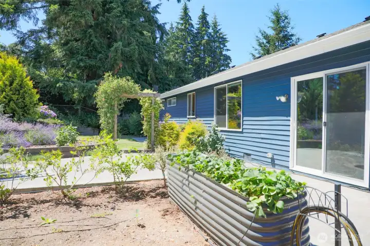 Come and enjoy this nicely appointed garden with drip system and 5 distinct berries that are ready for harvesting. Come and enjoy this nicely appointed garden with drip system and 5 distinct berries that are ready for harvesting.