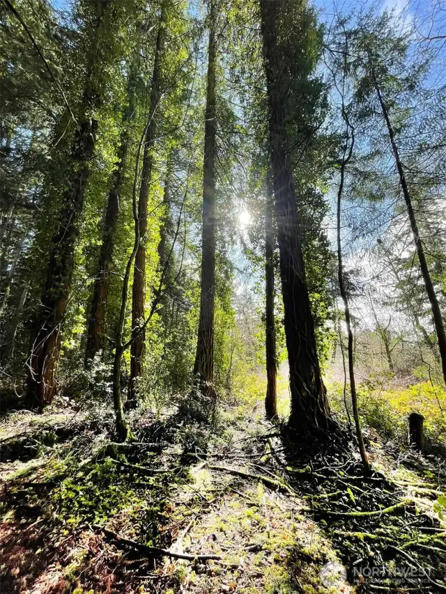 12+ Acres clost to Vashon's town, sunny, wooded and private.