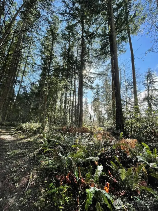 The majesty of the trees on this lot is best experienced in person.