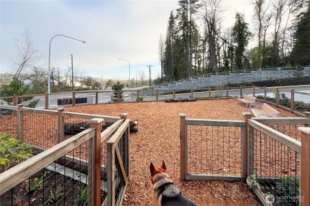 Dog park.