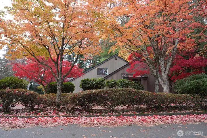 Corner Plot - view from side. All trees see here maintained by HOA.