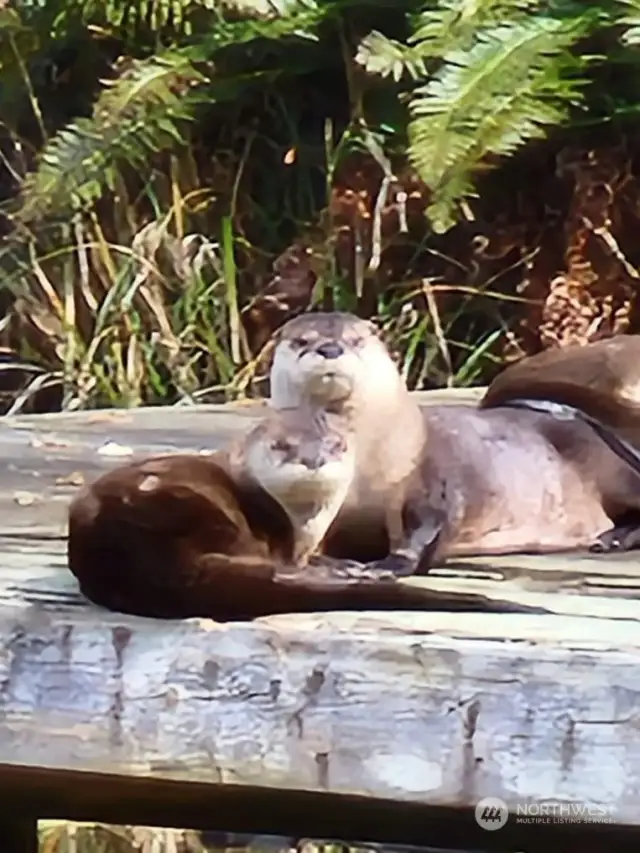 Watch all the wildlife on the canal