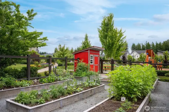 Community Pea Patch.