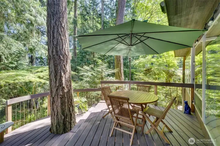 Deck in the top of the trees
