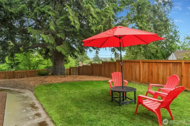 That cedar is likely as old as the house:)