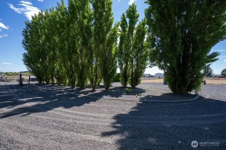 Mature shade tress