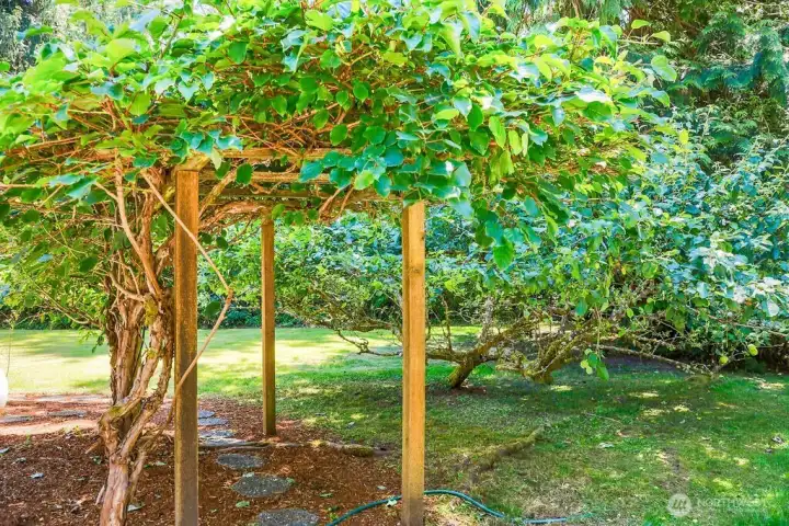Kiwi, yes kiwi over the trellis and an apple tree pictured here as well.